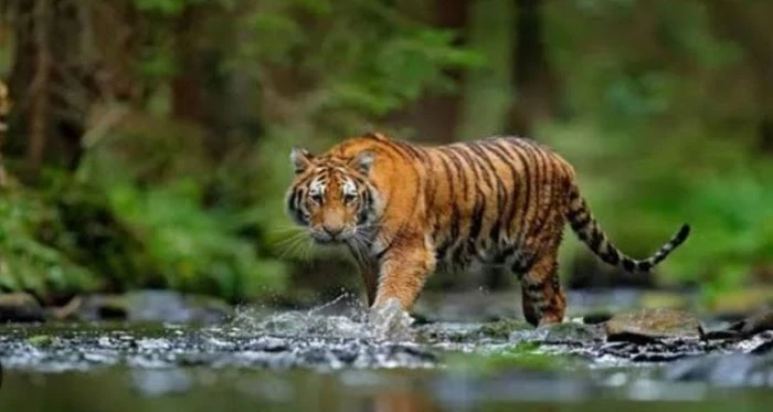 সুন্দরবনের উপকূলে শরণখোলায় আবারও লোকালয়ে বাঘ, আতঙ্কে পাঁচ গ্রামের মানুষ